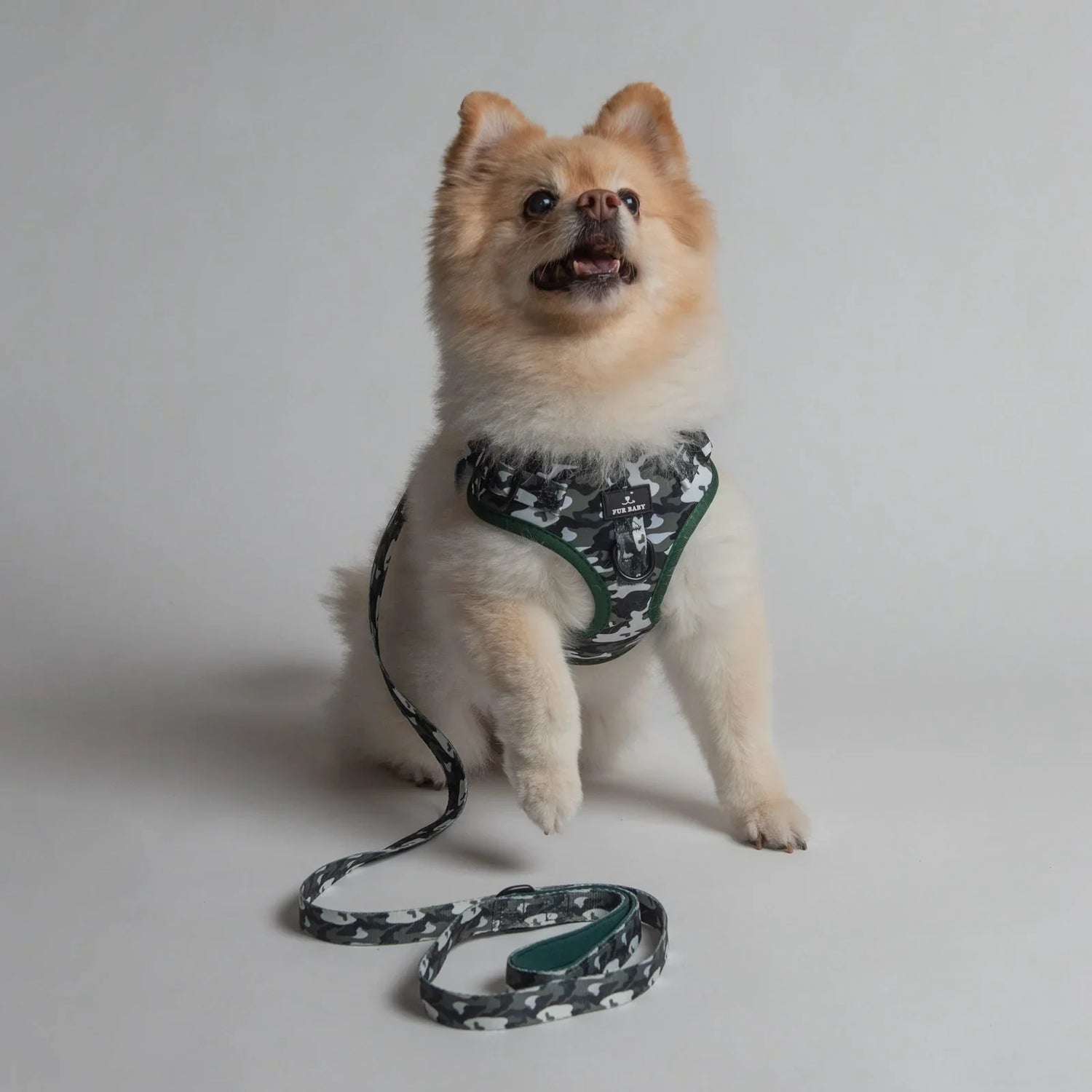 Leashes & Harnesses