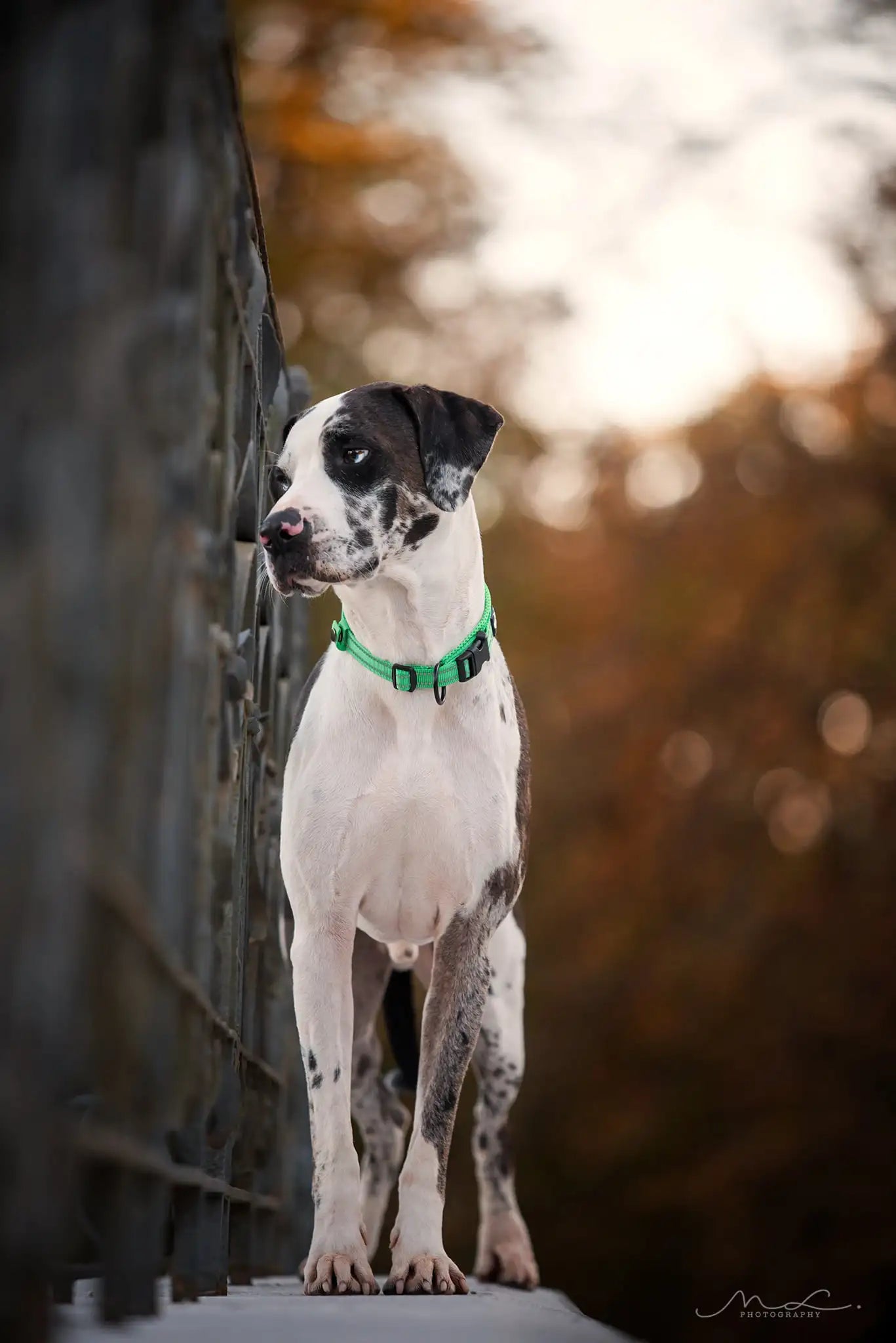 Pet Dog Collar Nylon Adjustable Webbing Padded Soft Reflective Durable Heavy Duty Training Custom Luxury