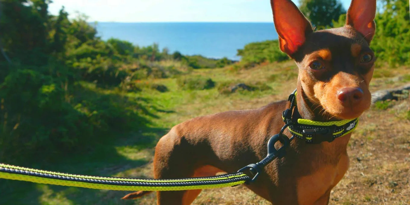 Dog Walking Collar Comfort Padded with Buckle Nylon Traveling Collar Tactical Dog Supplies 11 Colors Size XXS-XXXL