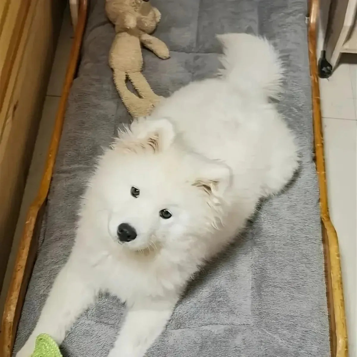 All Season Thickened Plush Dog Bed - Spacious Anti-Slip Pet Sofa for Small and Medium Dogs - Super Soft Washable Polyester