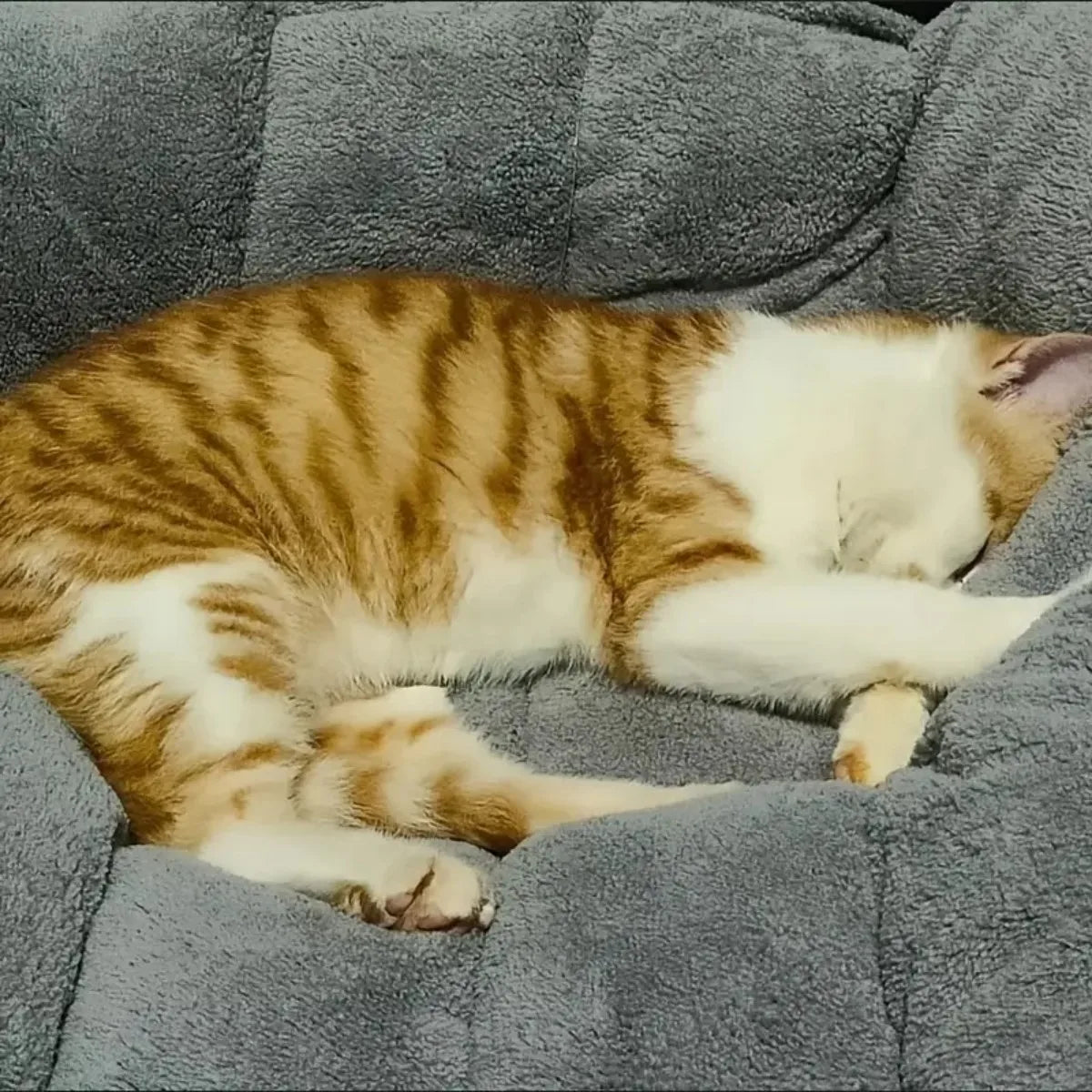 All Season Thickened Plush Dog Bed - Spacious Anti-Slip Pet Sofa for Small and Medium Dogs - Super Soft Washable Polyester