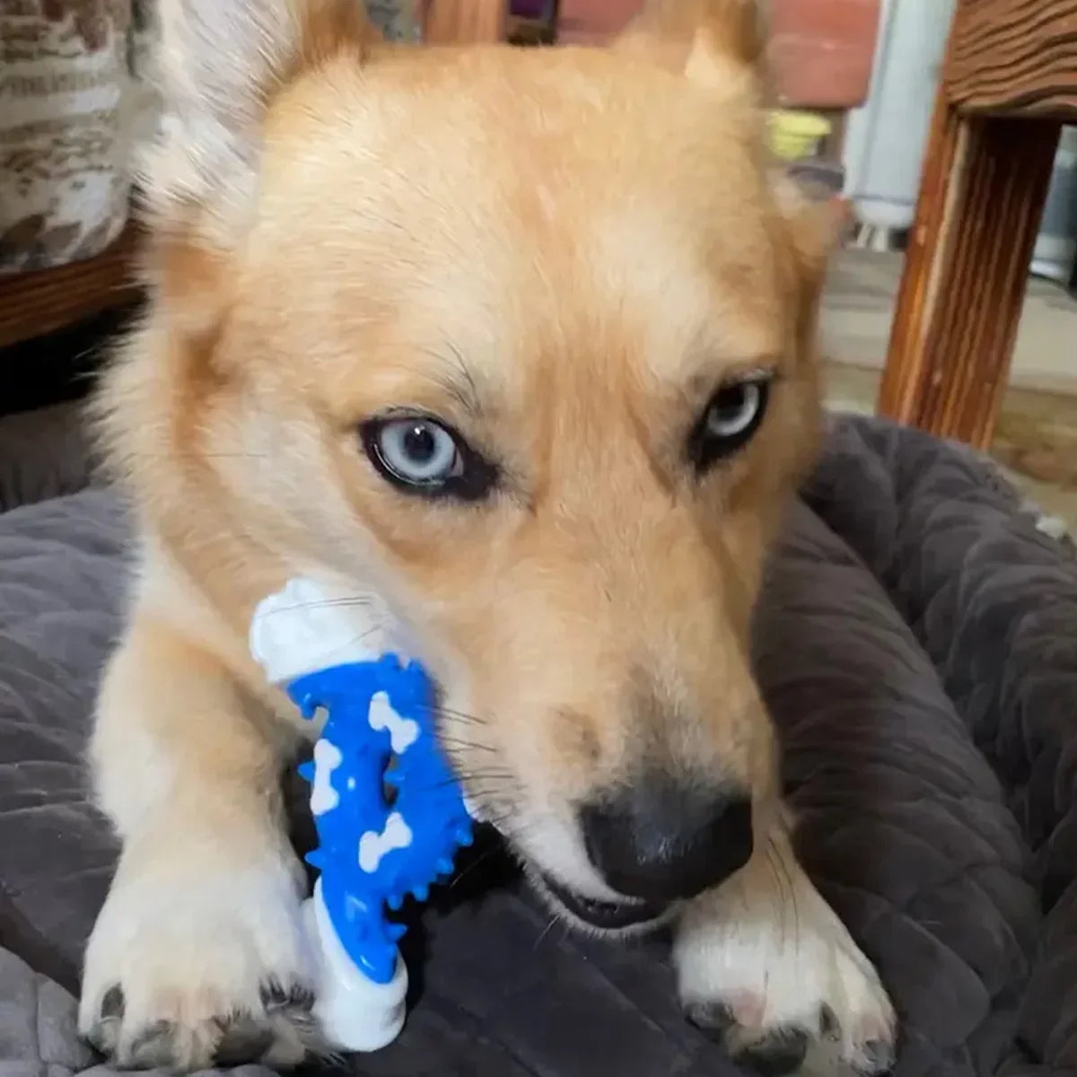 Durable Dog Chewing Toy for Teeth Cleaning and Grinding Promotes Healthy Chewing Interactive Pet Toy for Relieve Boredom for Dog