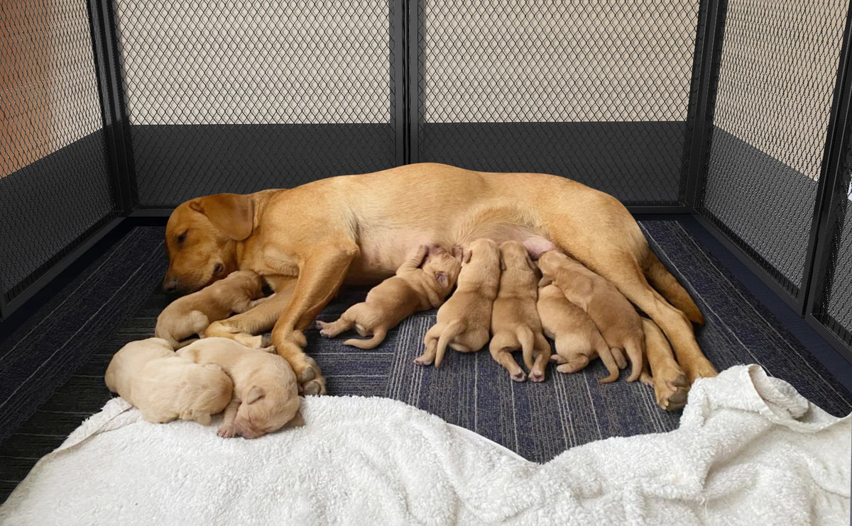 8 Panels DIY Heavy Duty Dog Playpen Pen Outdoor Indoor Dog Puppy Metal Fence with Waterproof Fertility Pad for Whelping, Training