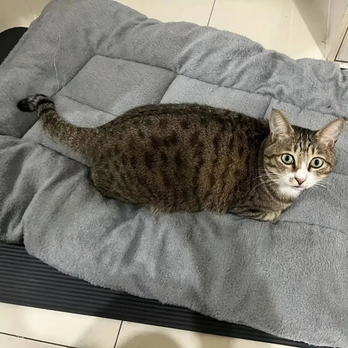 All Season Thickened Plush Dog Bed - Spacious Anti-Slip Pet Sofa for Small and Medium Dogs - Super Soft Washable Polyester