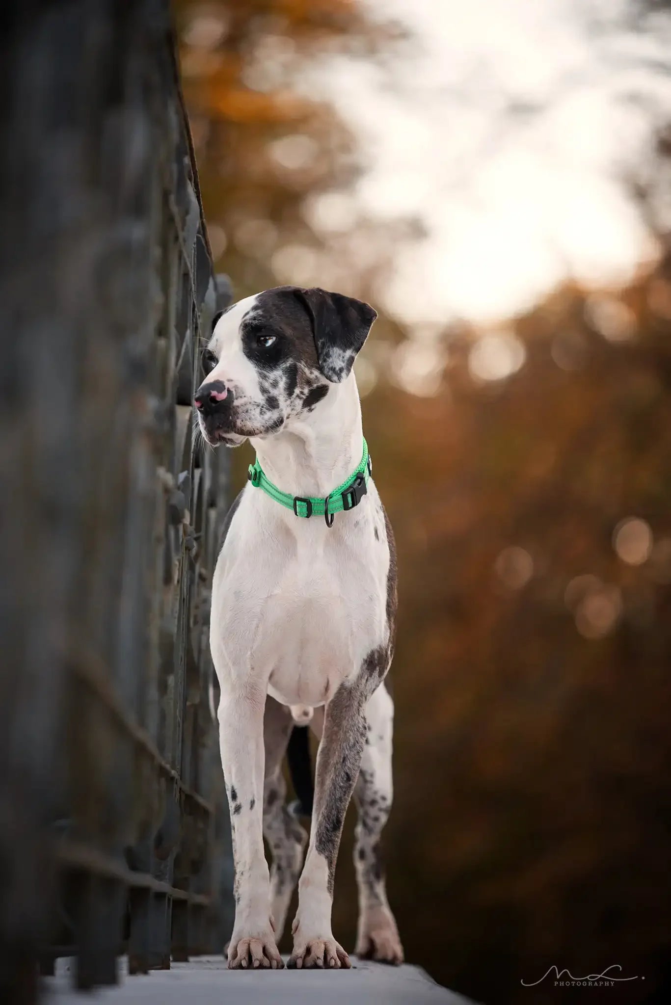 Pet Dog Collar Nylon Adjustable Webbing Padded Soft Reflective Durable Heavy Duty Training Custom Luxury