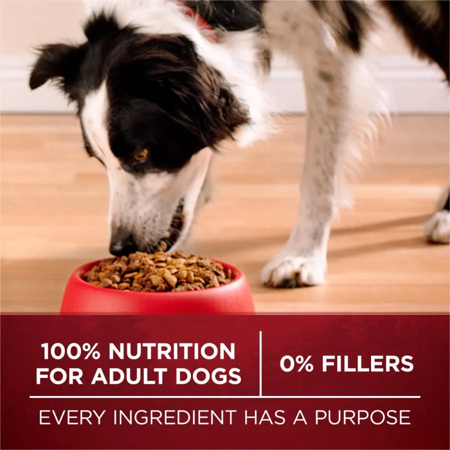 Grain Free Natural High Protein Dog Food Formula True Instinct with Real Beef with Added Vitamins, Minerals and Nutrients, 6 lb